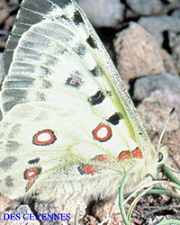 Parc National des Cévennes  Projet de corridor écologique et projet de restauration de tourbières