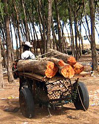 Lutte contre les inégalités face à la ressource bois sur la bande de Filao de la côte Ouest du Sénégal